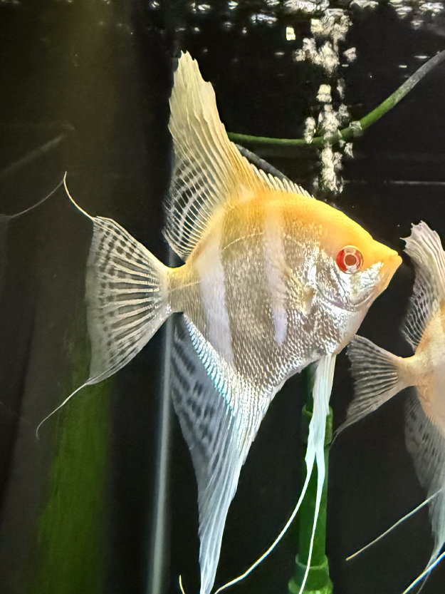 Albino Dantum Angelfish