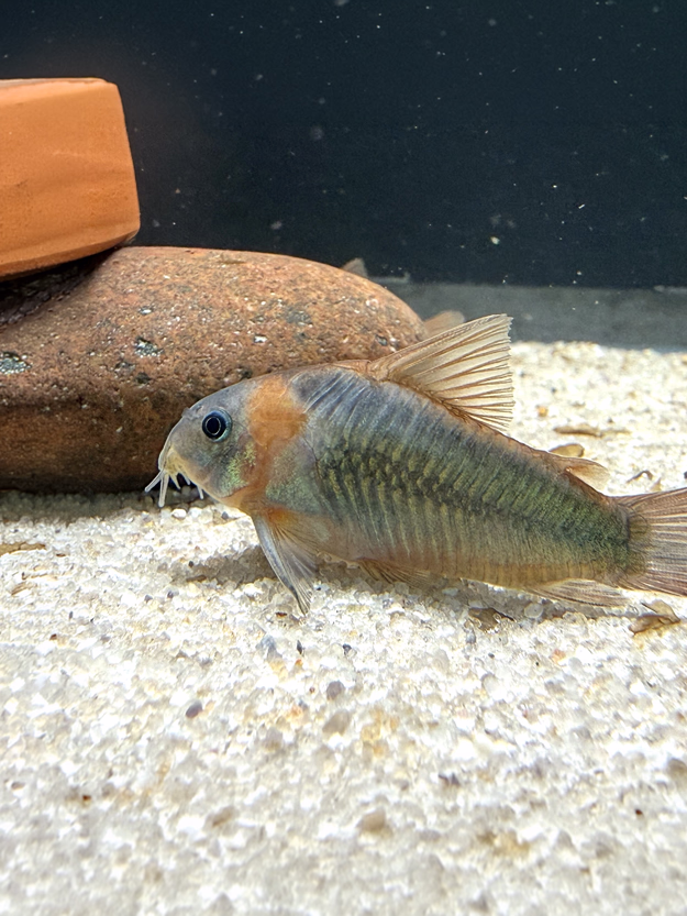 Corydoras eques (Osteogaster eques)
