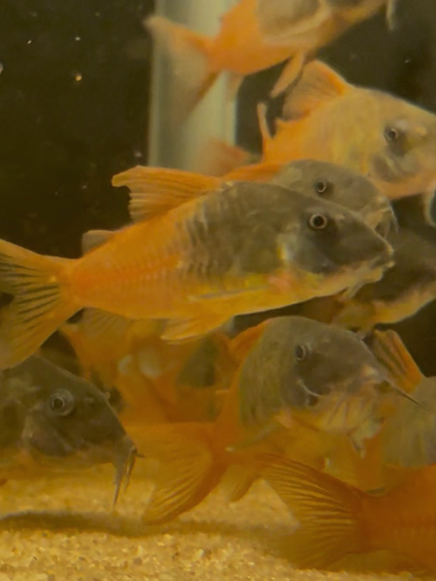 CW217 Rio Tomo Concolor Cory (Hoplisoma concolor)