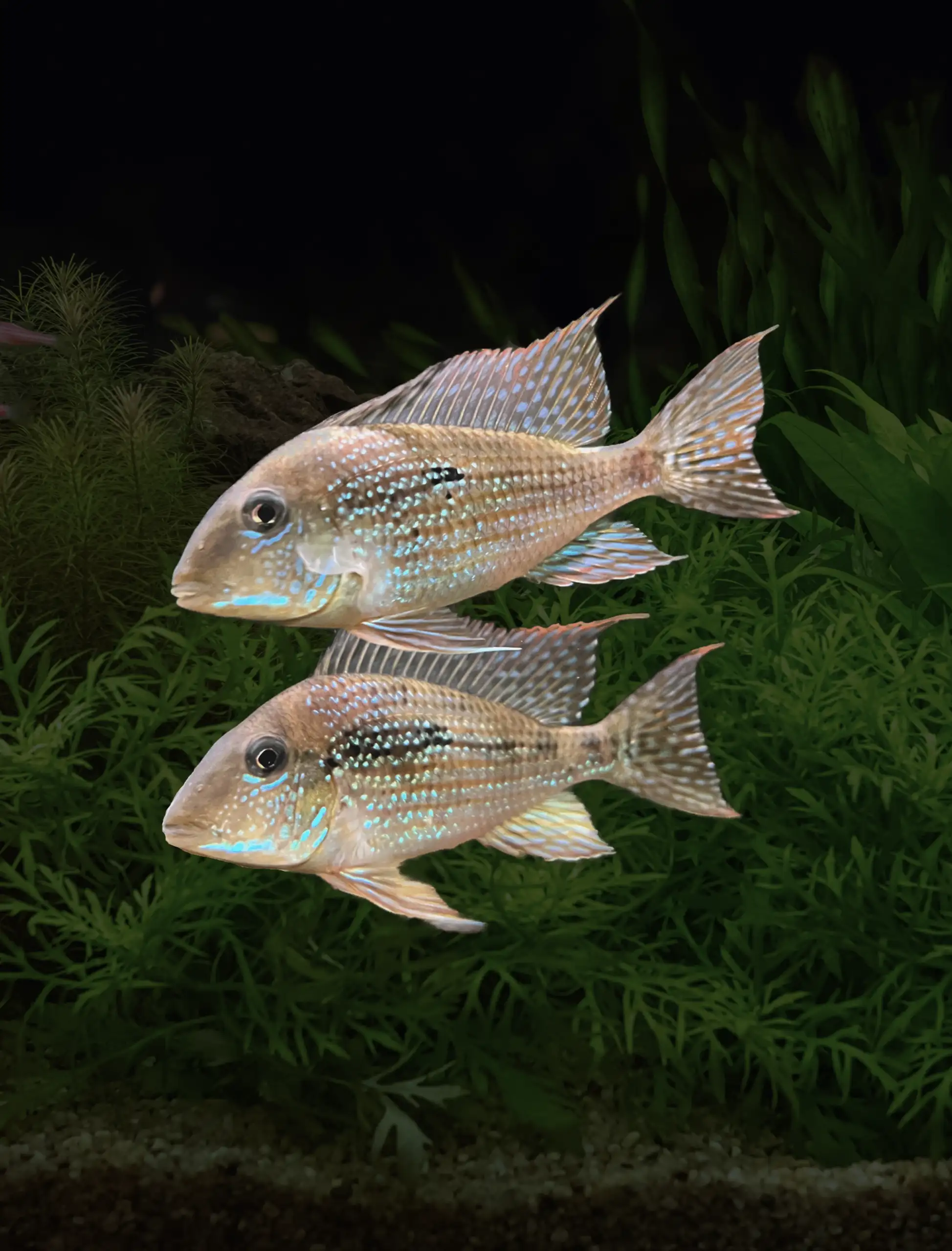 Geophagus mirabilis