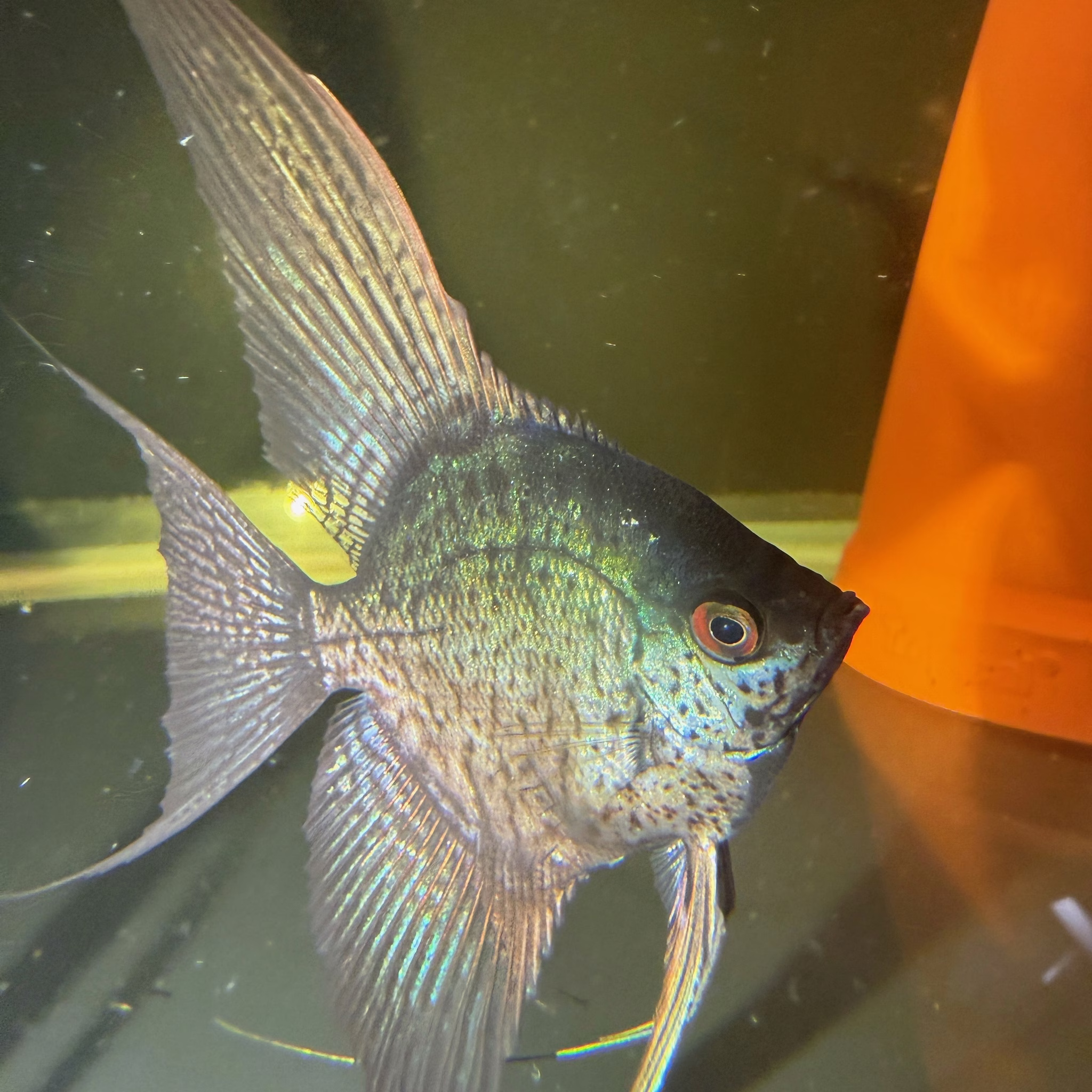 Leopard Angelfish