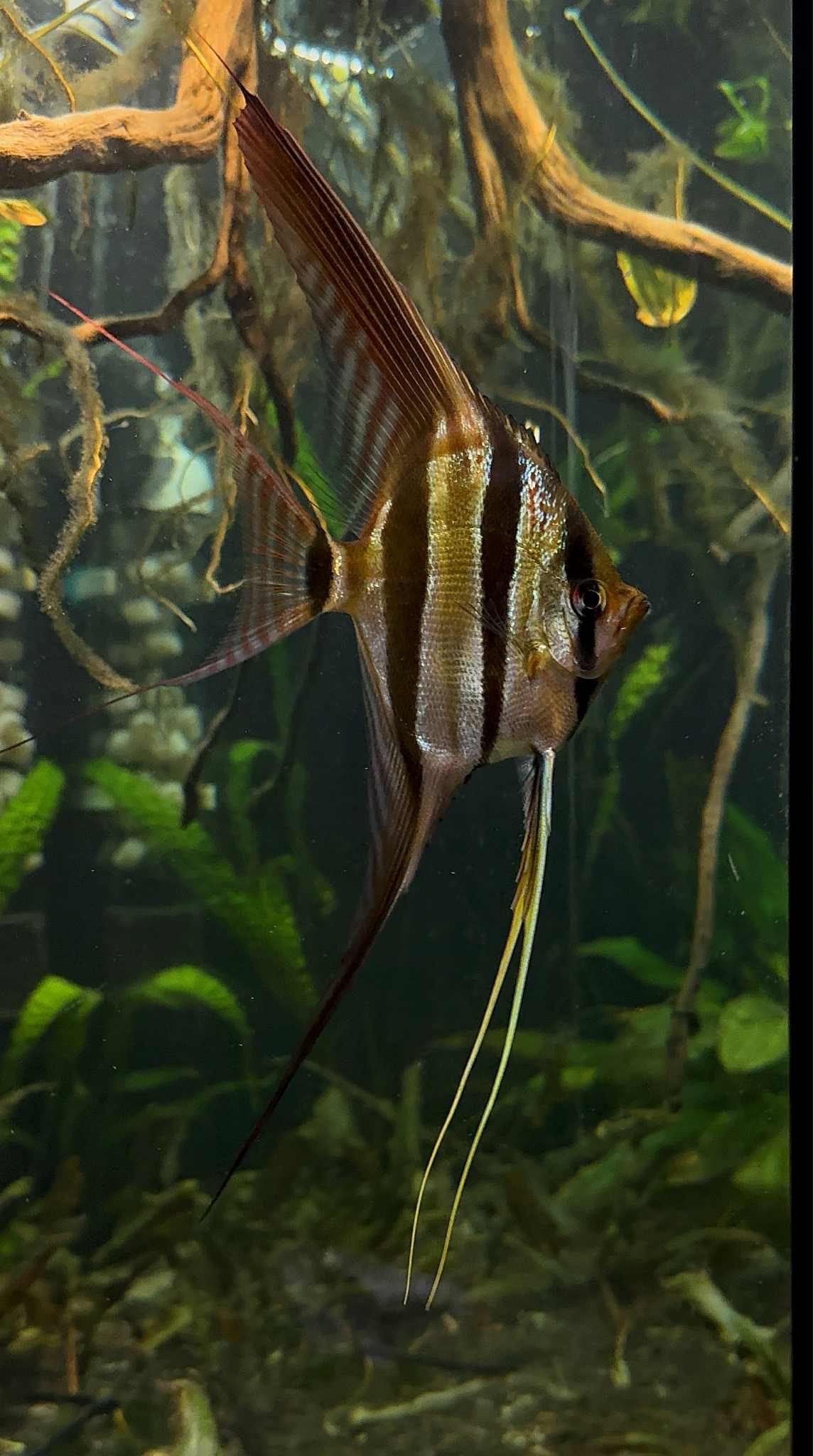 Pterophyllum Altum Rio Orinoco - Iniridae SMALL size