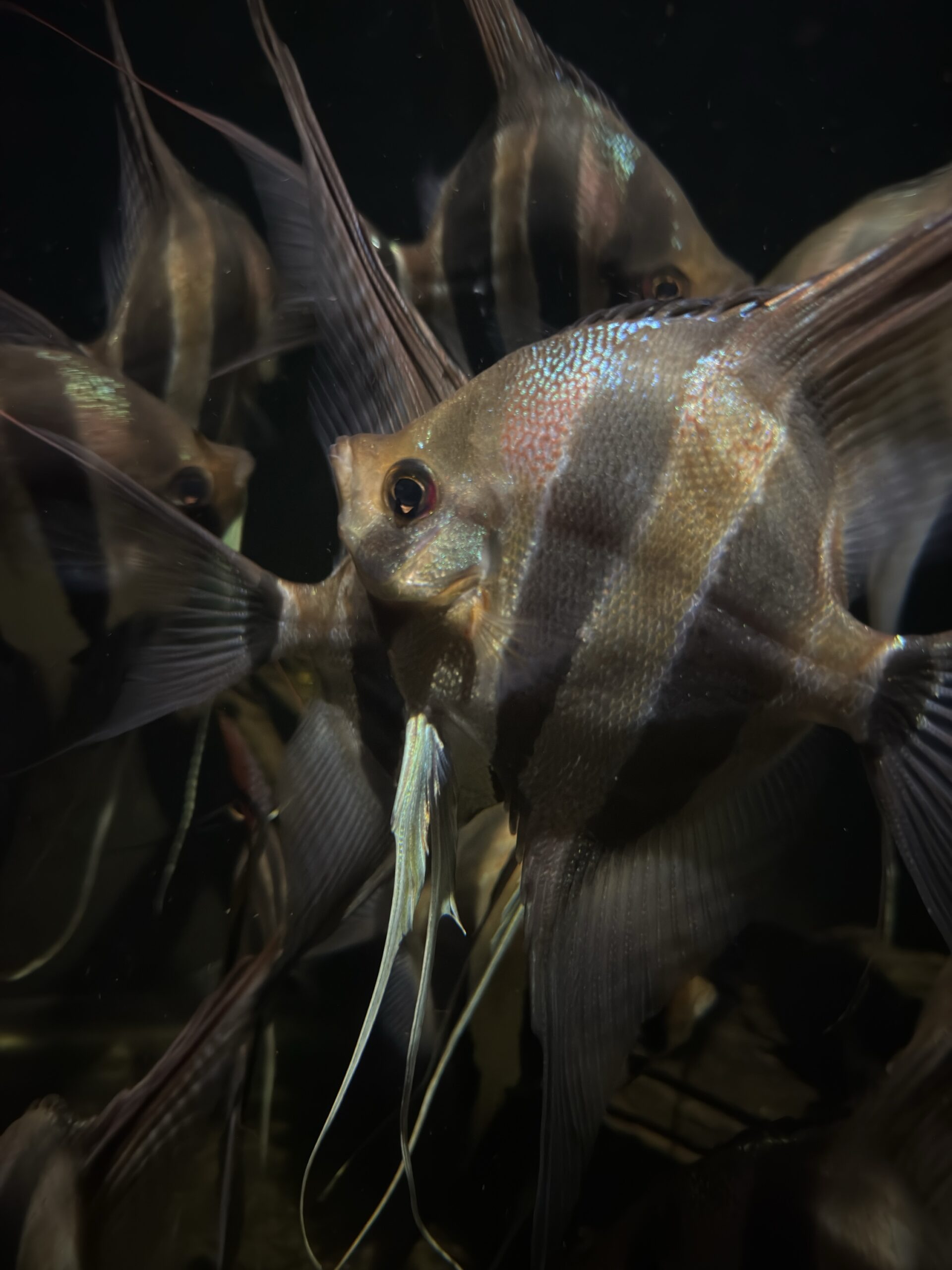 Pterophyllum altum var. Pasimoni