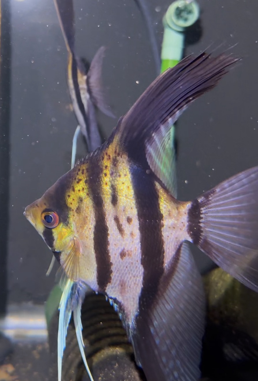 Pterophyllum scalare var. Esequibo (red spotted/yellow body)