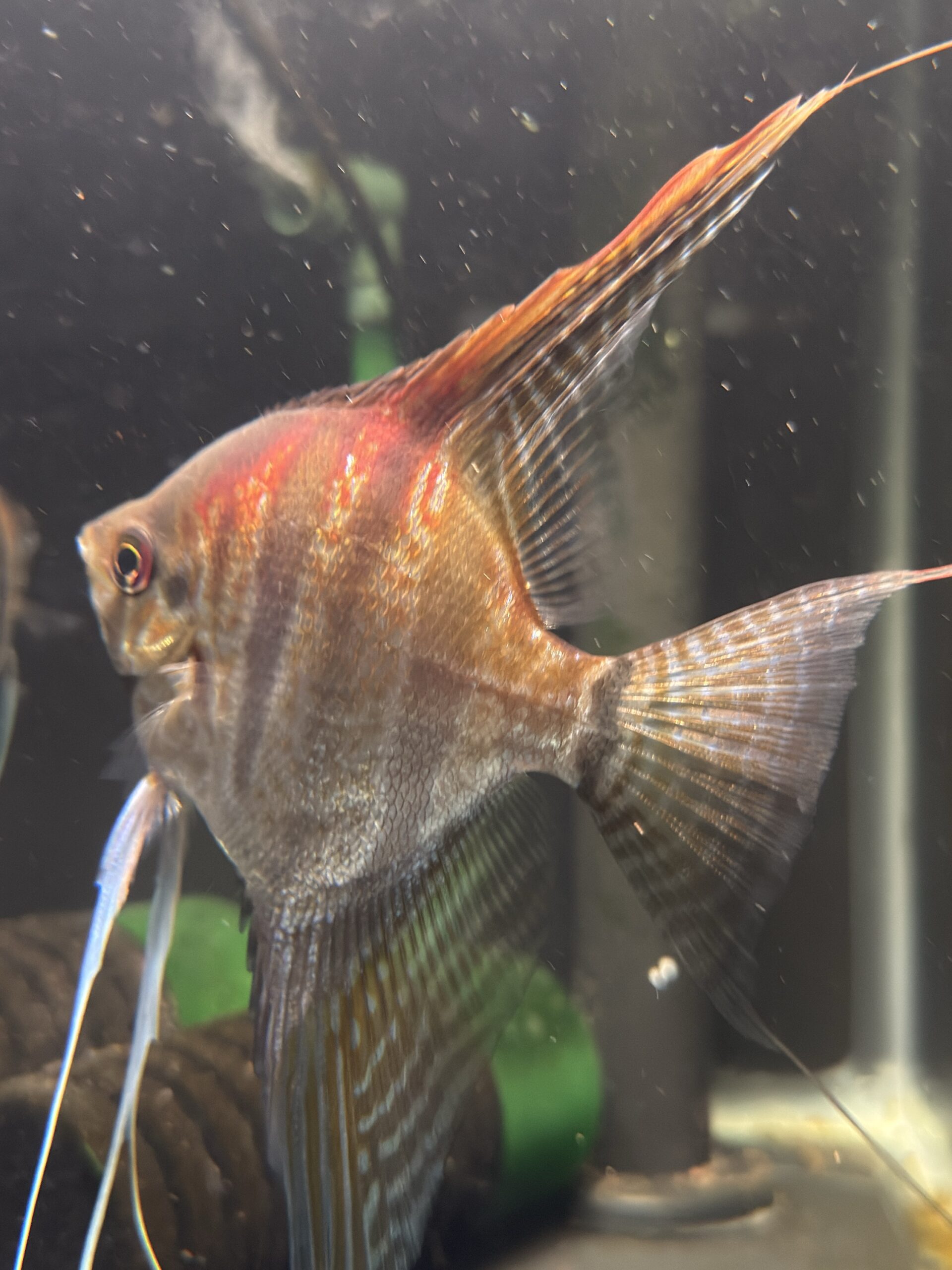Pterophyllum scalare var. Sao Gabriel