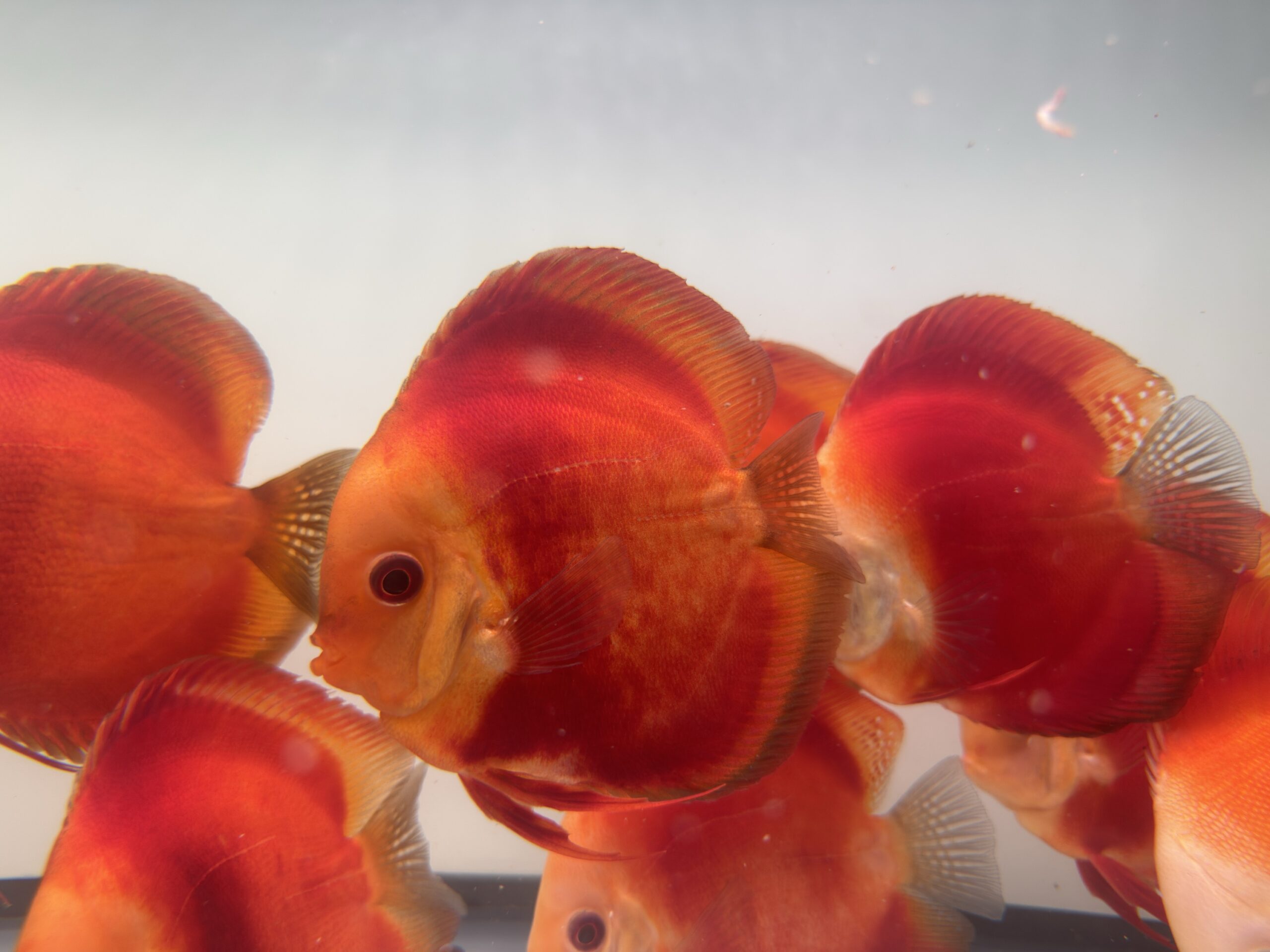 Red Discus Adults