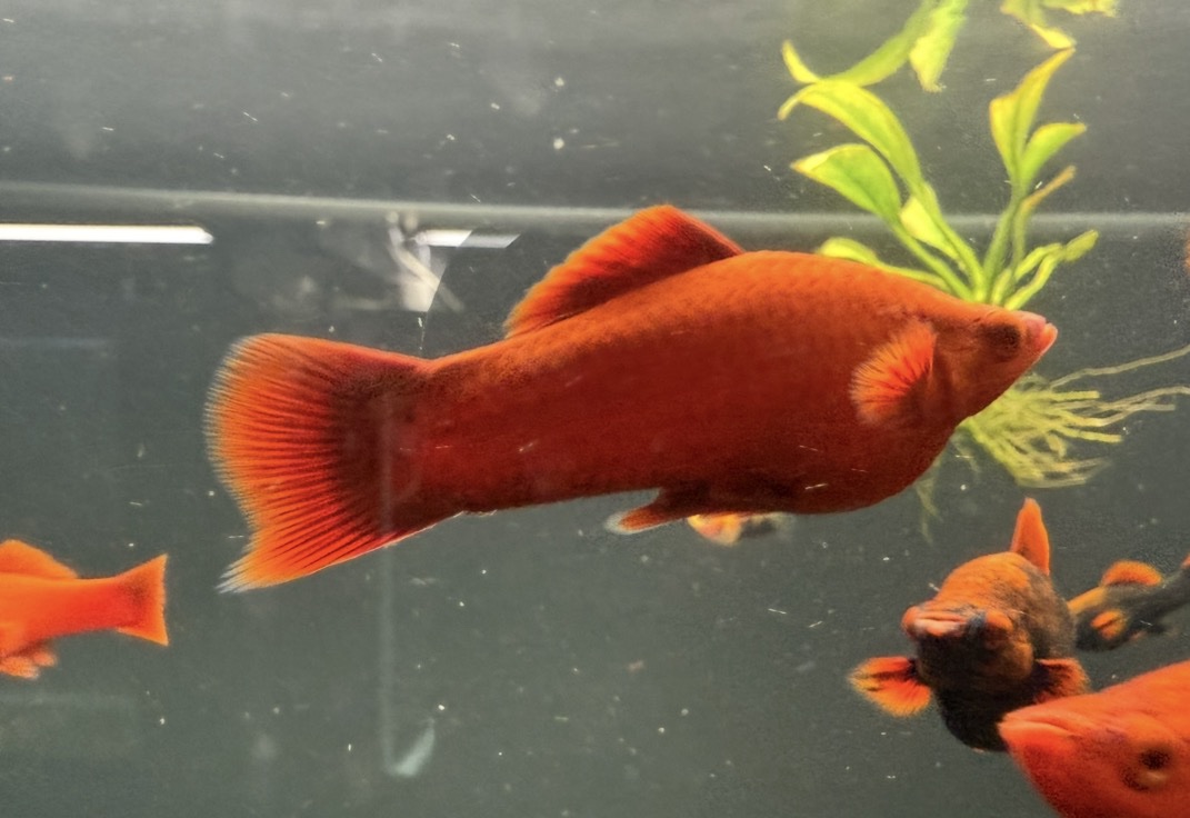 Ruby Red Swordtail – Unsexed