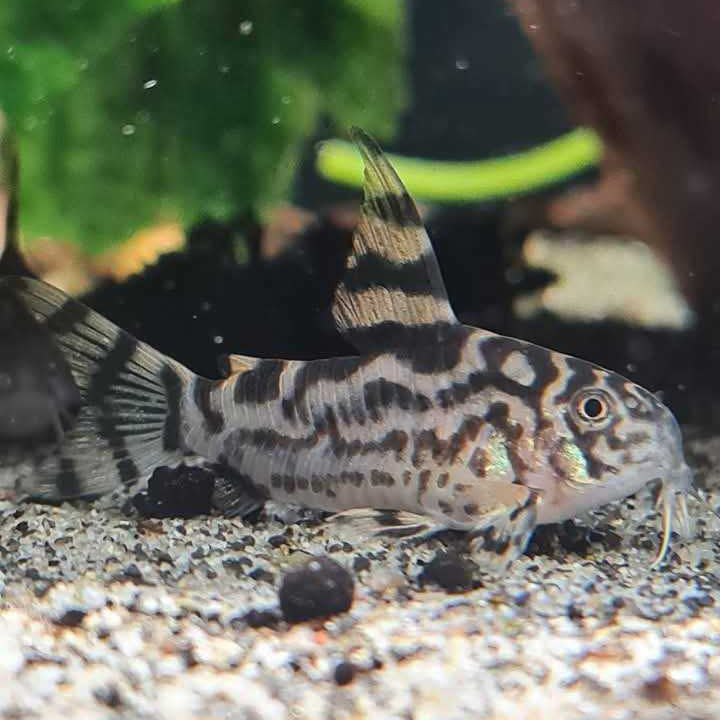 Vulcan Corydoras CW111