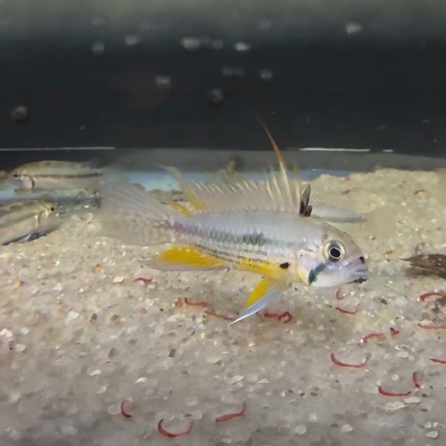 [WILD CAUGHT] Apistogramma cacatuoides [PAIR]