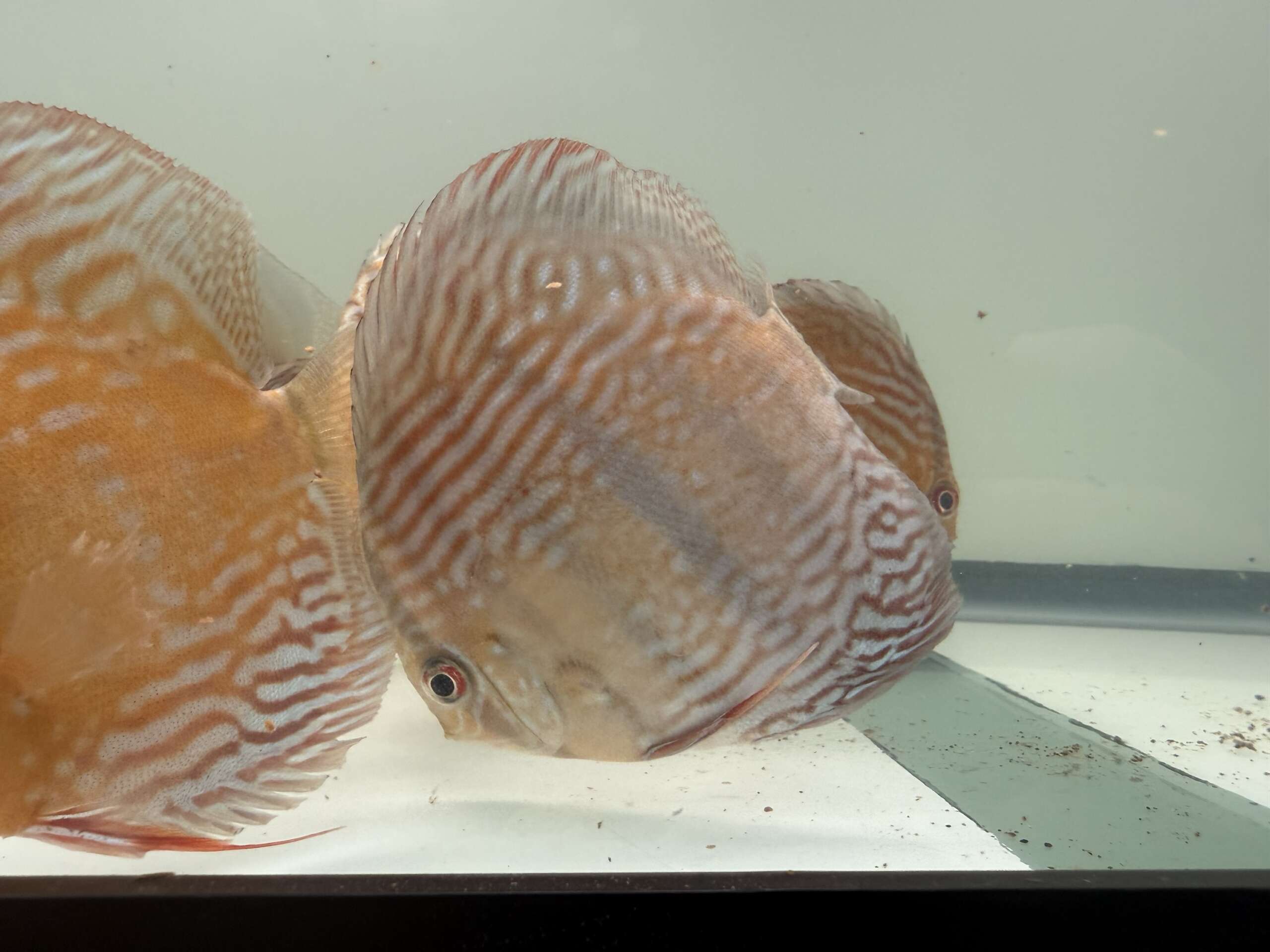 Wild Caught Rio Paraconi Discus